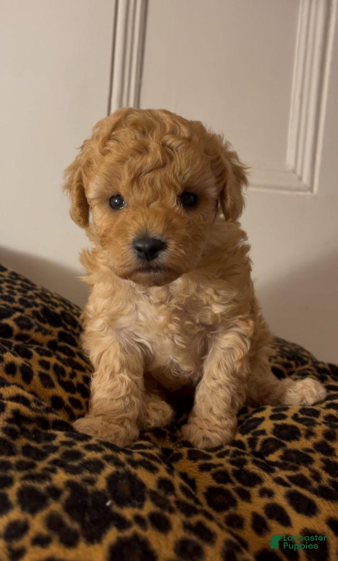 Maltipoo dogs for sale: Maya - Image 3