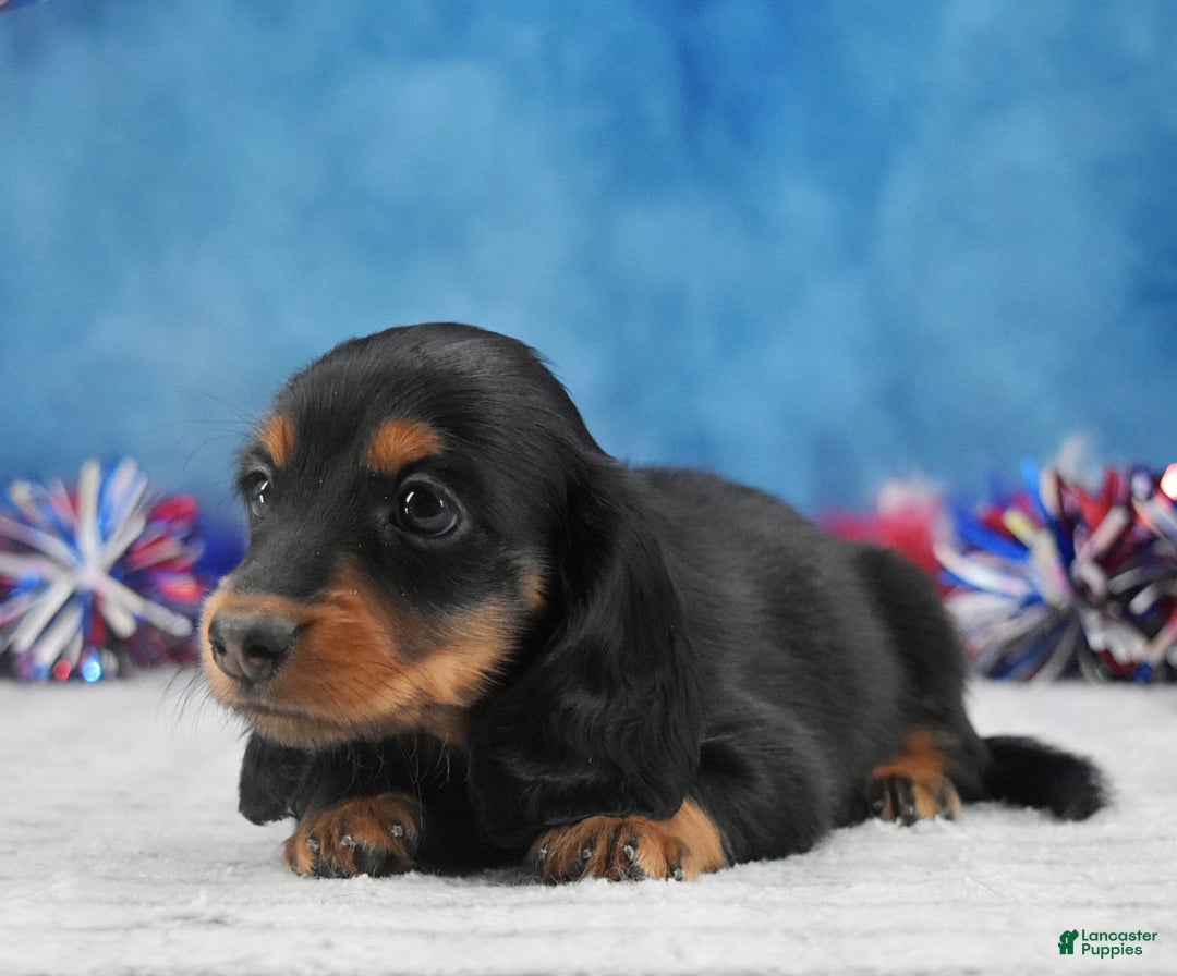 Miniature Dachshund dogs for sale: Black and tan Russian - Image 6