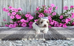Mini Goldendoodle dogs for sale: Darla - Image 5