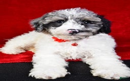 Miniature Poodle dogs for sale: Kyler - Image 5