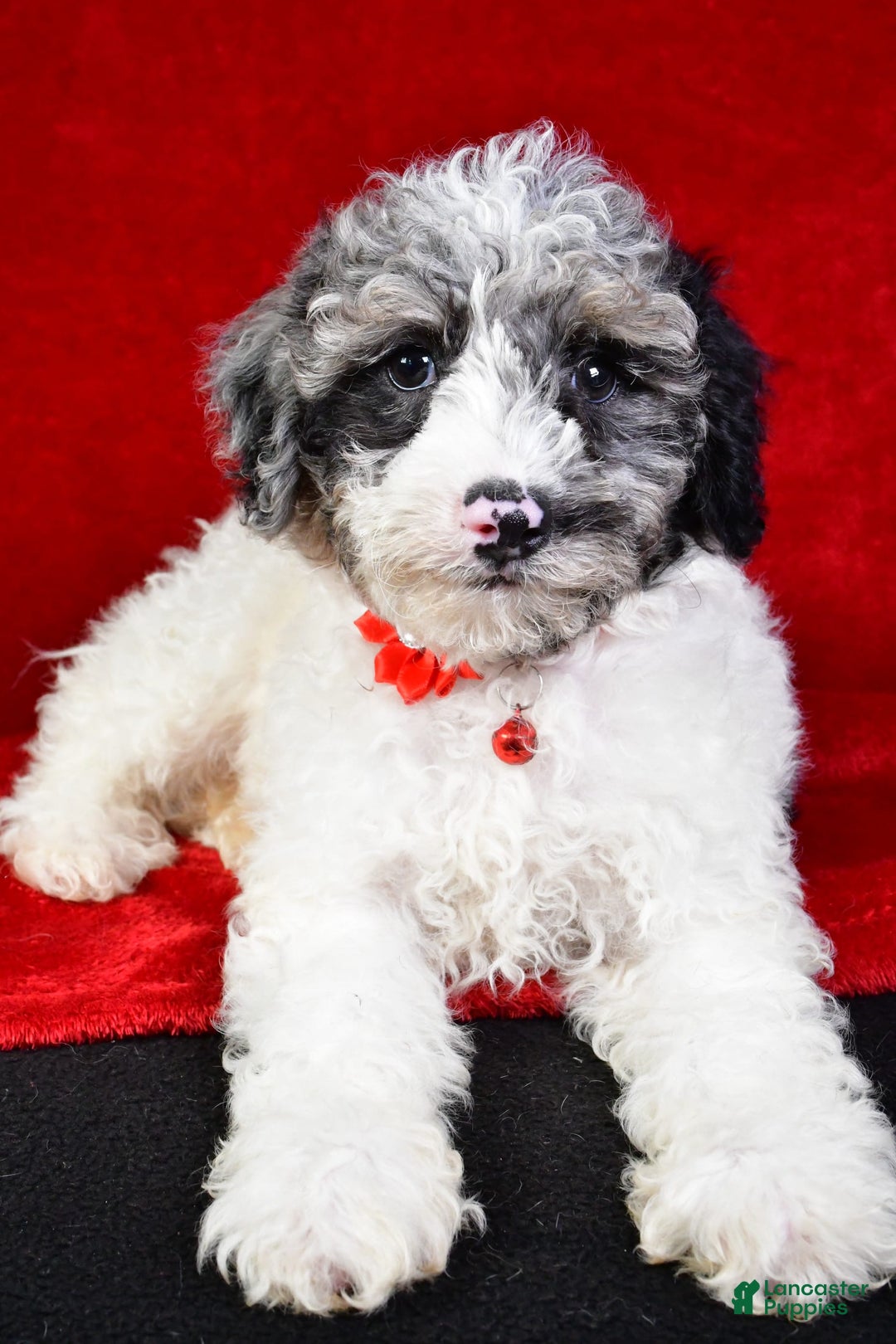 Miniature Poodle dogs for sale: Kyler - Image 5