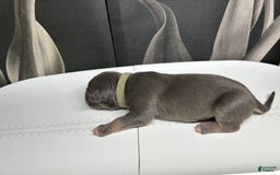 American Bully dogs for sale: Wolf - Image 1