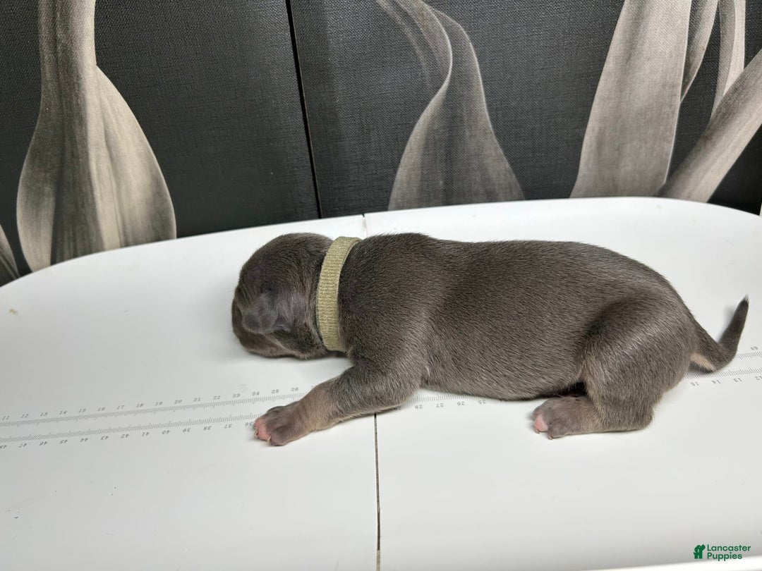 American Bully dogs for sale: Wolf - Image 1