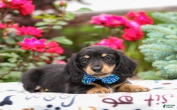 Miniature Dachshund dogs for sale: Quixie - Image 1