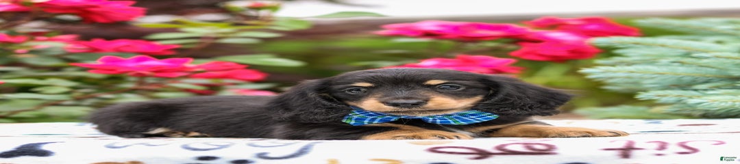 Quixie