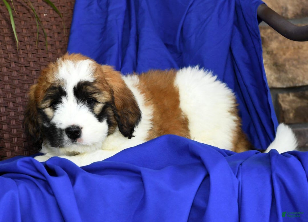 Saint Berdoodles dogs for sale: Honey - Image 5