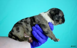 American Bully dogs for sale: Black Brindle Merle Male - Image 4