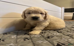 Goldendoodle dogs for sale: Chase F1b Goldendoodle - Image 3