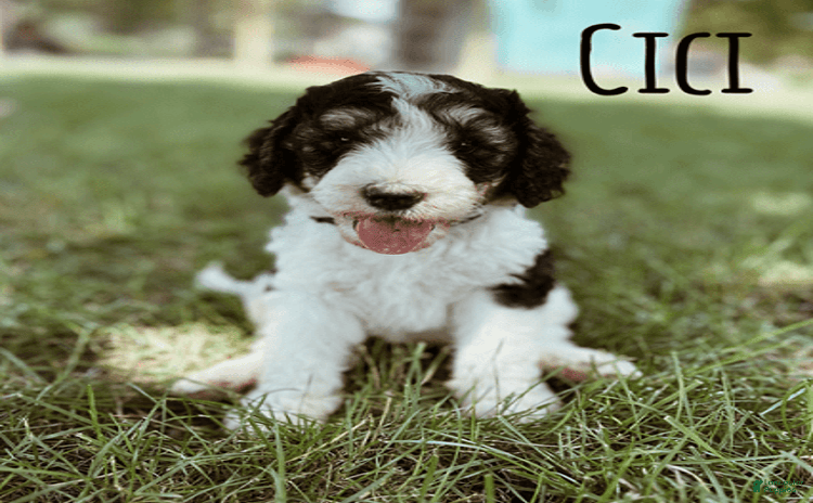 Bernedoodle dogs for sale - Ad 3