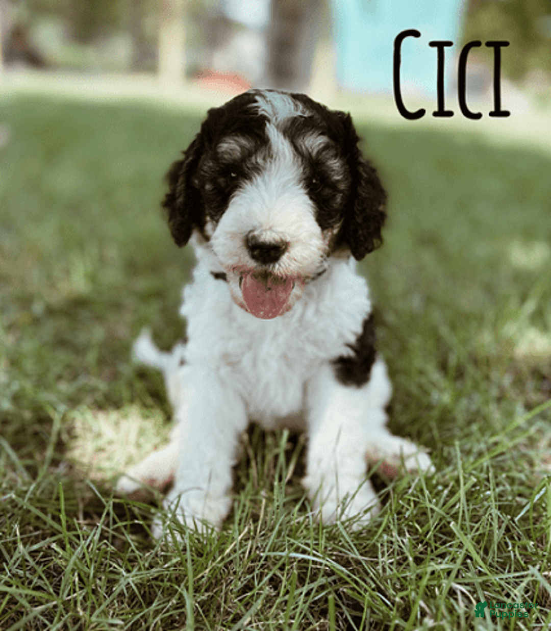 Bernedoodle dogs for sale: Cici - Image 1