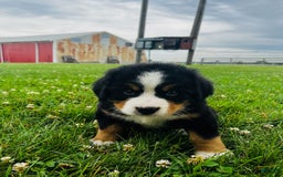 Bernese Mountain Dog dogs for sale: Meghan - Image 8