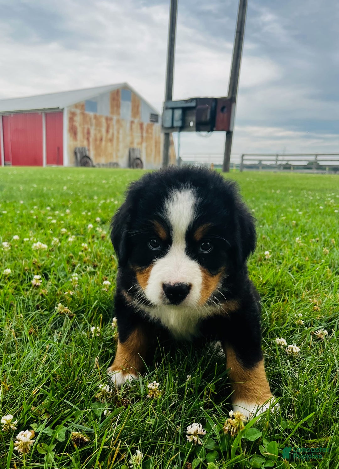 Bernese Mountain Dog dogs for sale: Meghan - Image 8