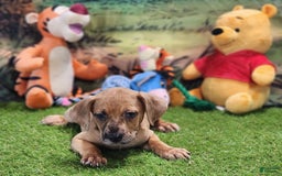 Catahoula Leopard Dog dogs for sale: Houdini 2025 Female 1 - Image 3