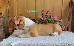 Welsh Corgi Pembroke dogs for sale: Tyson - Image 4