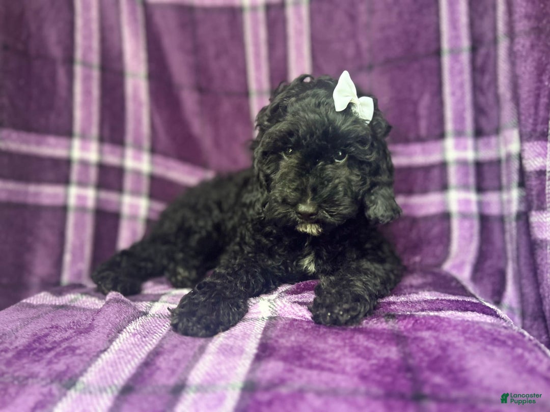 Cockapoo dogs for sale: Snookie - Image 8