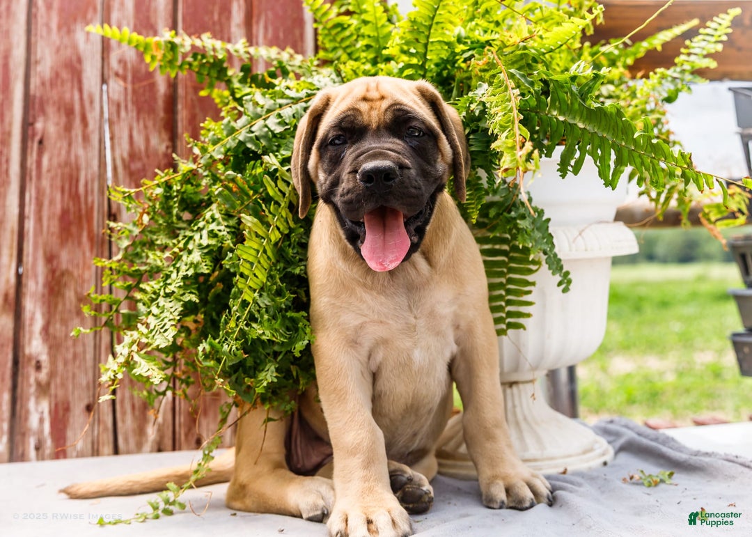 English Mastiff dogs for sale: Hadley - Image 11