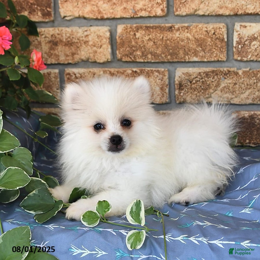 Pomeranian dogs for sale: Teddy - Image 3