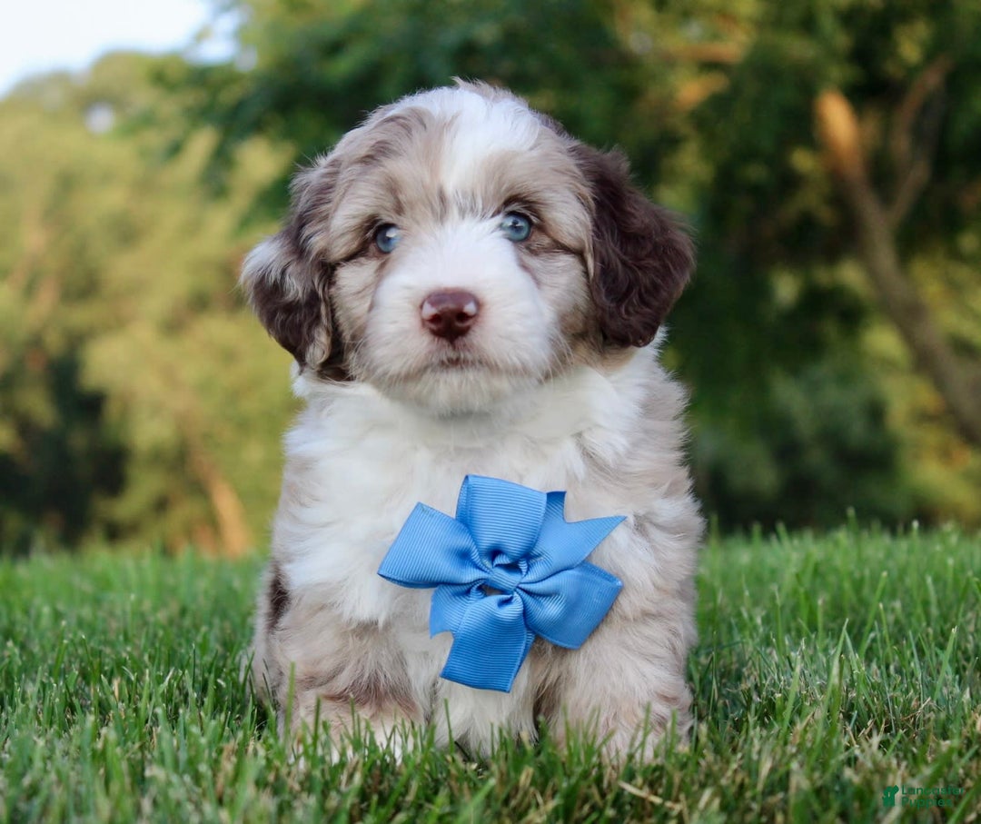 Mini Aussiedoodle dogs for sale: Baxter - Image 2