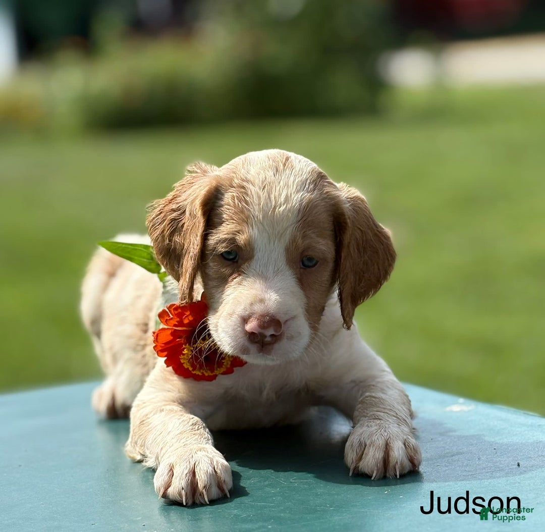 Brittany Spaniel dogs for sale: Judson - Image 1