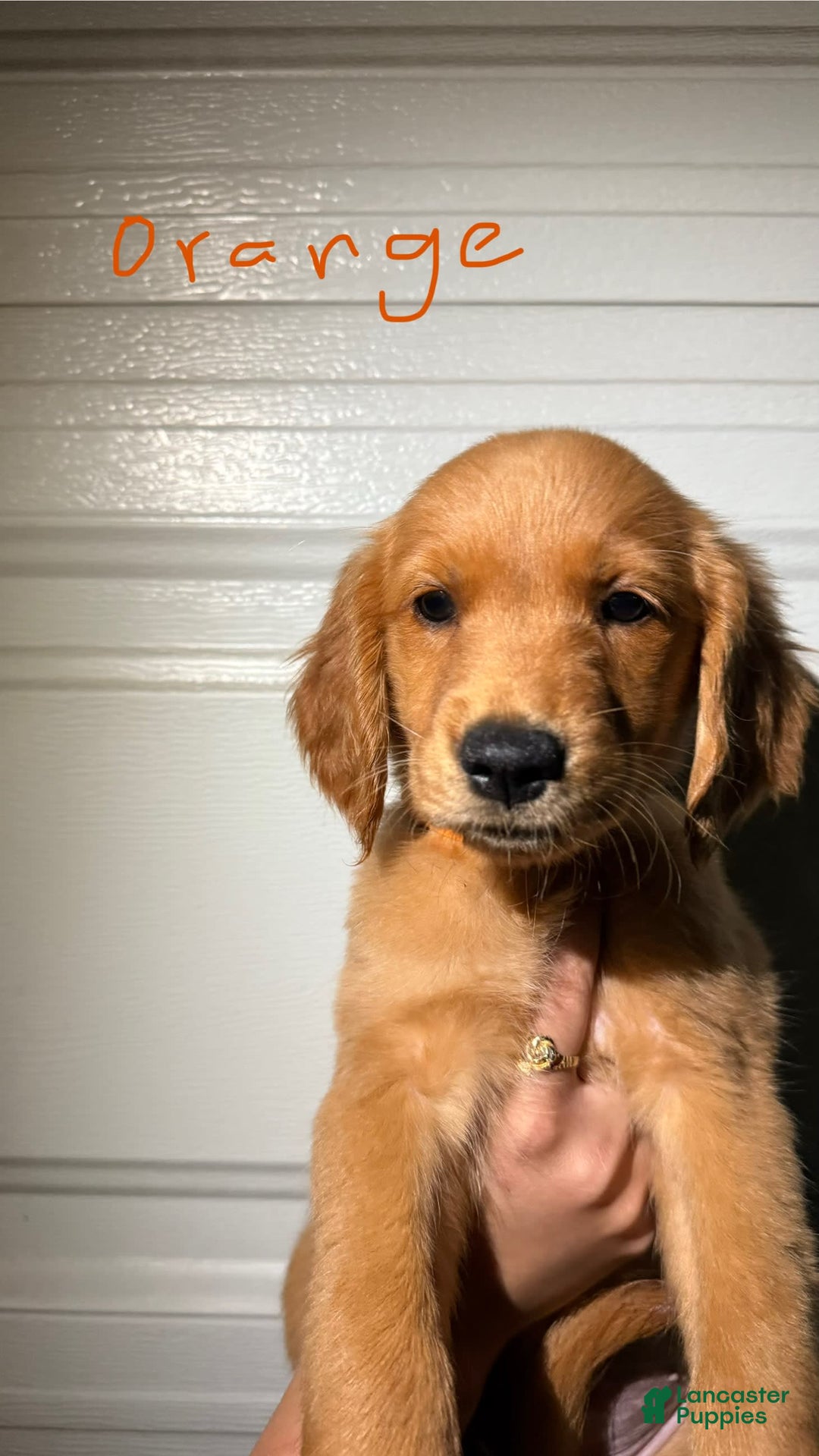 Golden Retriever dogs for sale: Orange - Image 1