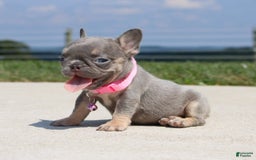 French Bulldog dogs for sale: Myra - Image 1