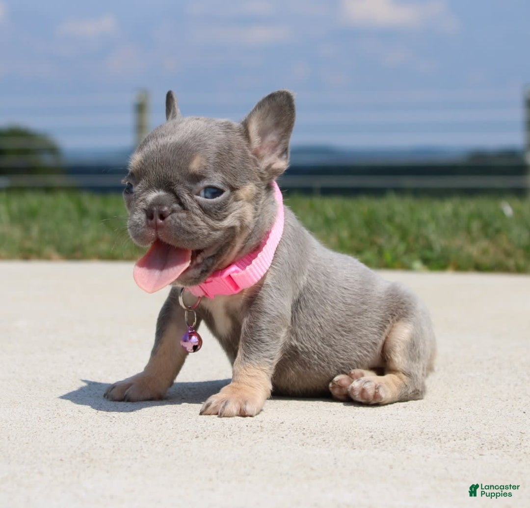 French Bulldog dogs for sale: Myra - Image 1