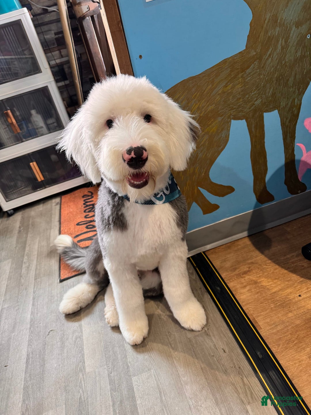 Old English Sheepdog dogs for sale: Red Neck - Image 3