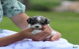 Cockapoo dogs for sale: Savannah - Image 4