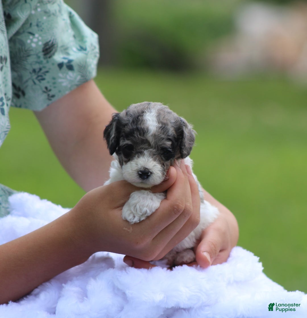 Cockapoo dogs for sale: Savannah - Image 4