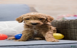 Standard Poodle dogs for sale: Biscuit - Image 4