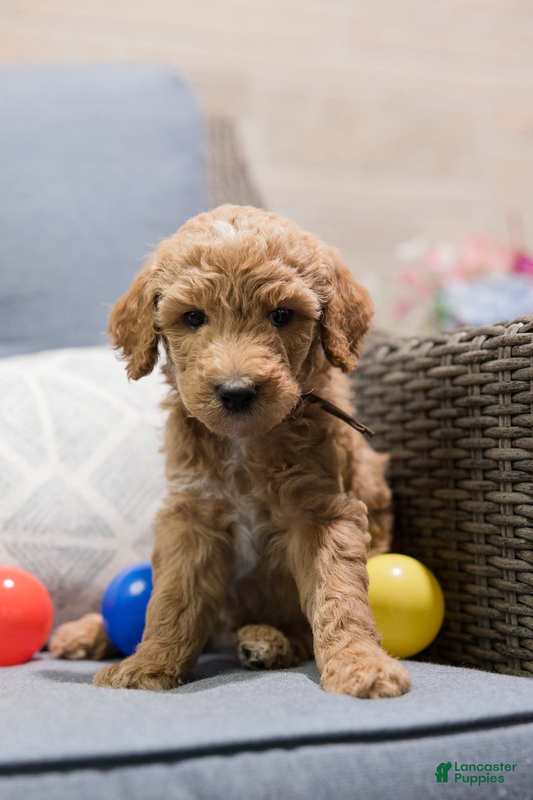 Standard Poodle dogs for sale: Biscuit - Image 4