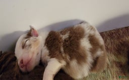 Australian Shepherd dogs for sale: Red Merle Female - Image 8
