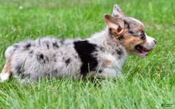 Australian Shepherd dogs for sale: Willow - Image 8