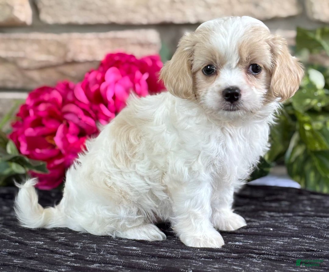 Cavalier King Charles Spaniel dogs for sale: ELLA - Image 2