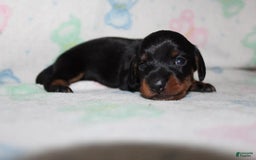 Dachshund dogs for sale: Raven Girl 1 - Image 10