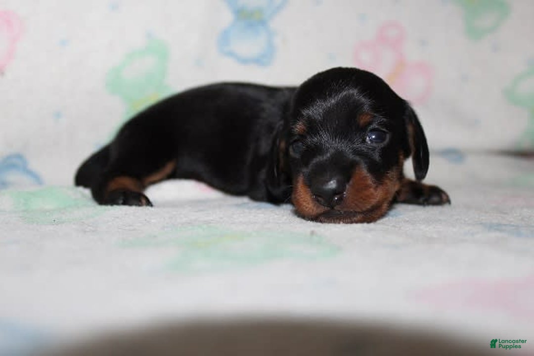 Dachshund dogs for sale: Raven Girl 1 - Image 10