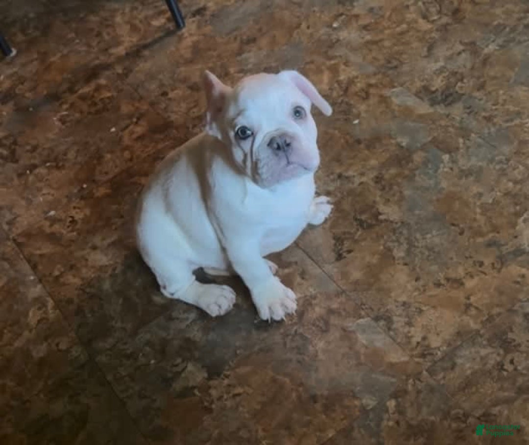 French Bulldog dogs for sale: French Bulldog 4 puppies - Image 1
