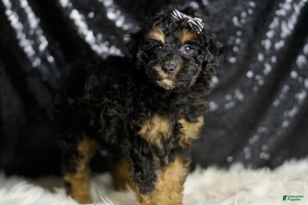 Miniature Poodle dogs for sale: Victor - Image 2