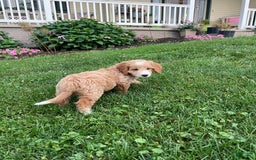 Mini Goldendoodle dogs for sale: Nacho - Image 8