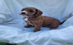 Irish Doodle dogs for sale: Celeste-mini Irish Doodle - Image 10