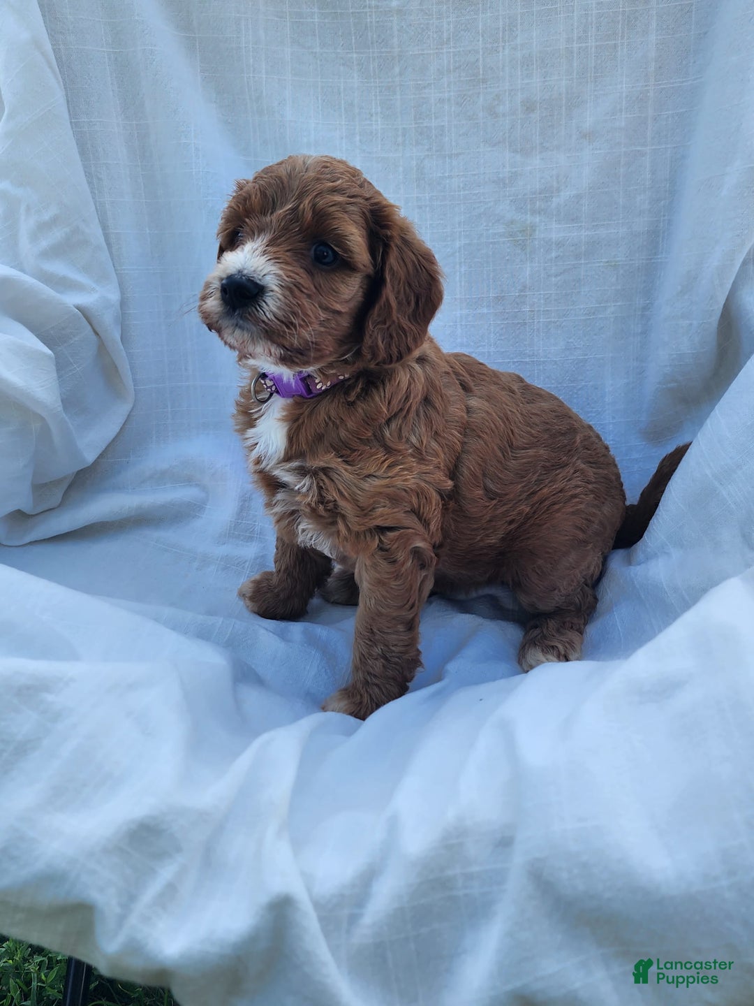 Irish Doodle dogs for sale: Celeste-mini Irish Doodle - Image 10