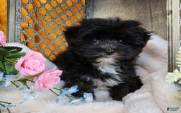 Morkie dogs for sale: Gracie - Image 6