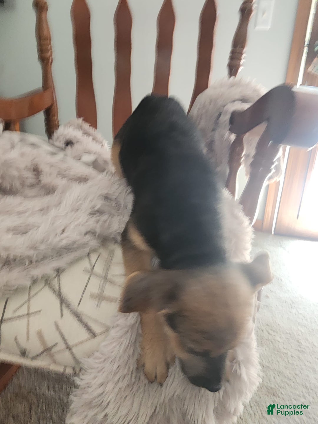 German Shepherd dogs for sale: Gray - Image 3