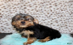 Yorkshire Terrier dogs for sale: Tatum - Image 6