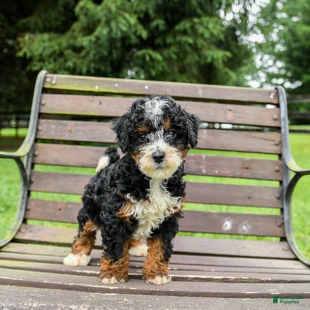 Mini Bernedoodle dogs for sale: Boscoe - Image 3
