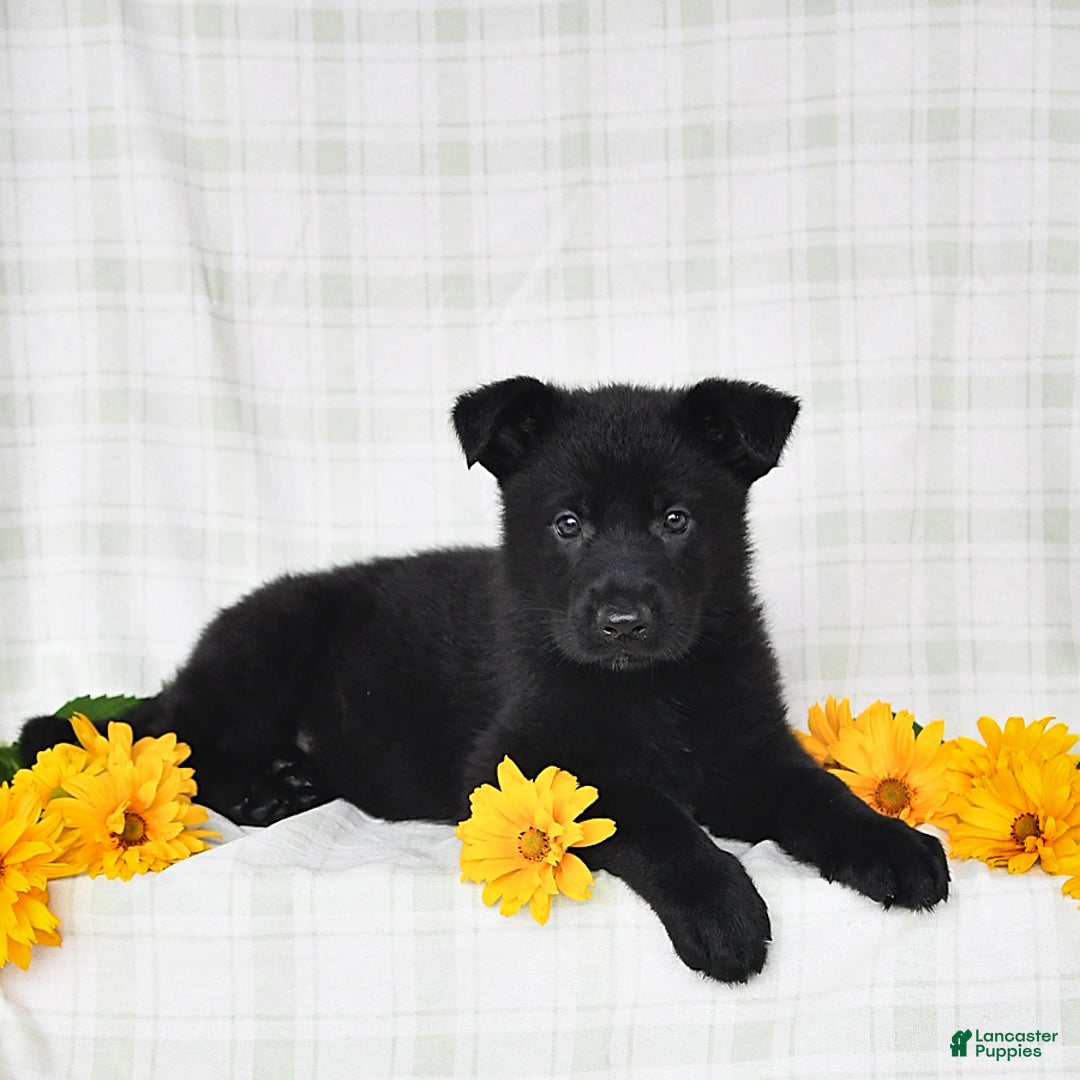 German Shepherd dogs for sale: Jasmine - Image 2