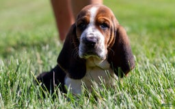 Basset Hound dogs for sale: Rocky - Image 14