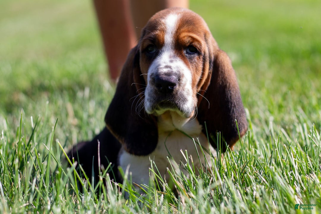 Basset Hound dogs for sale: Rocky - Image 14
