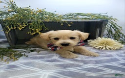 West Highland Terrier dogs for sale: Jordan - Image 4