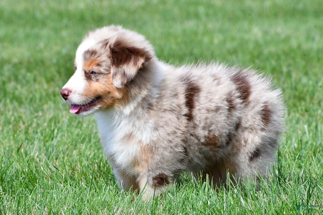 Australian Shepherd dogs for sale: Penny - Image 4